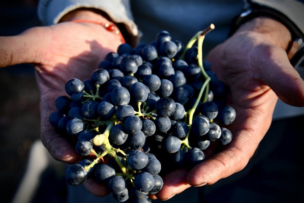 Freshly harvested black grapes in hands