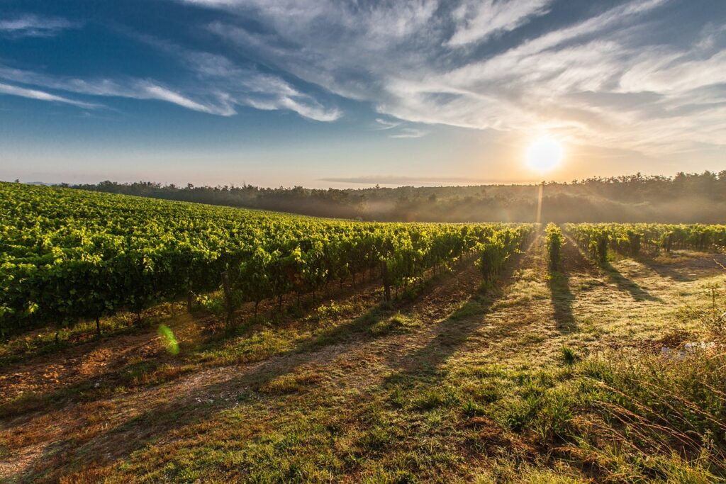 vineyard-sunrise-sun-428041 vineyard, sunrise, sun-428041.jpg